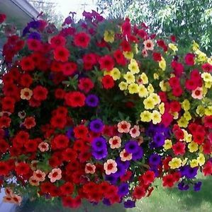 Meet your Posher, Rhonda